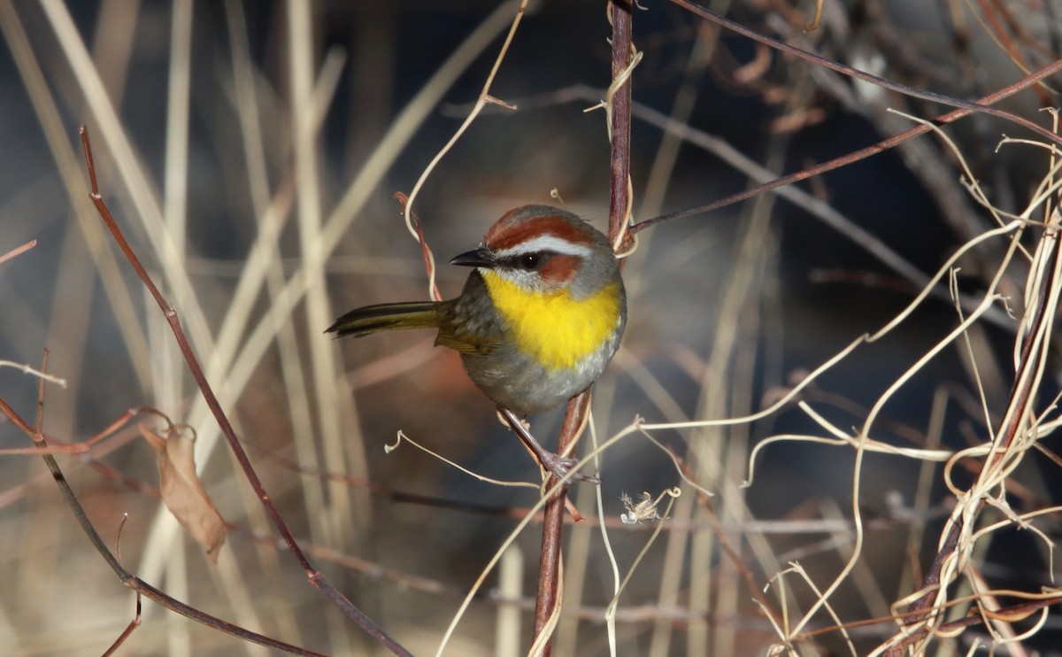 Rufous-capped Warbler - ML640188848