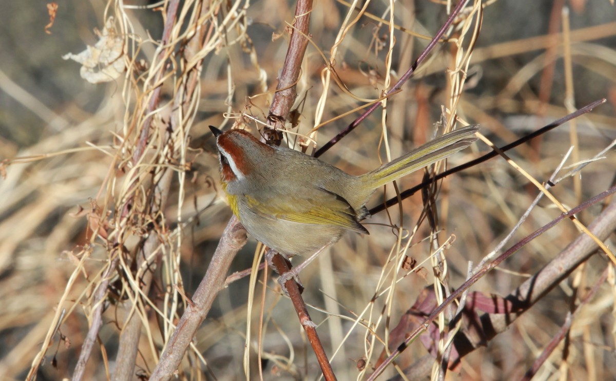 Rufous-capped Warbler - ML640188849