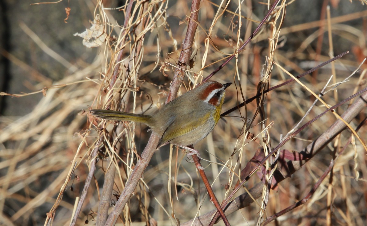 Rufous-capped Warbler - ML640188850