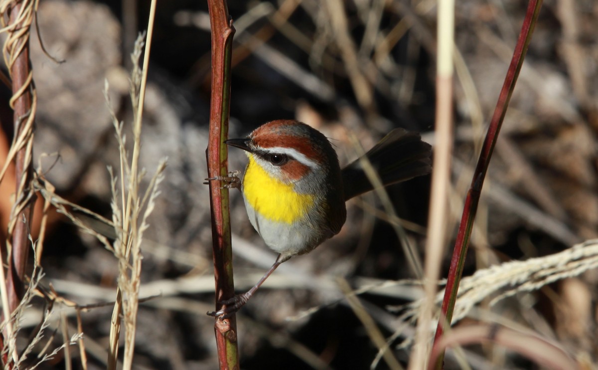 Rufous-capped Warbler - ML640188851