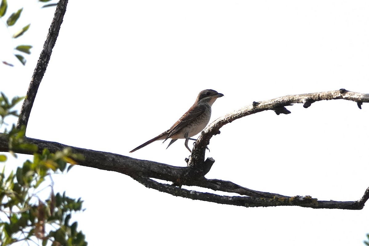 Red-backed Shrike - ML640188876