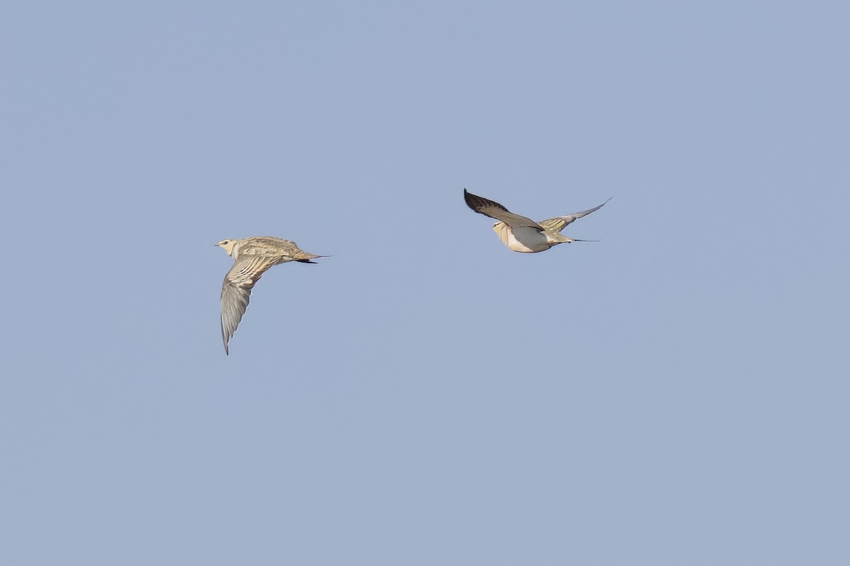 Pin-tailed Sandgrouse - ML640188887