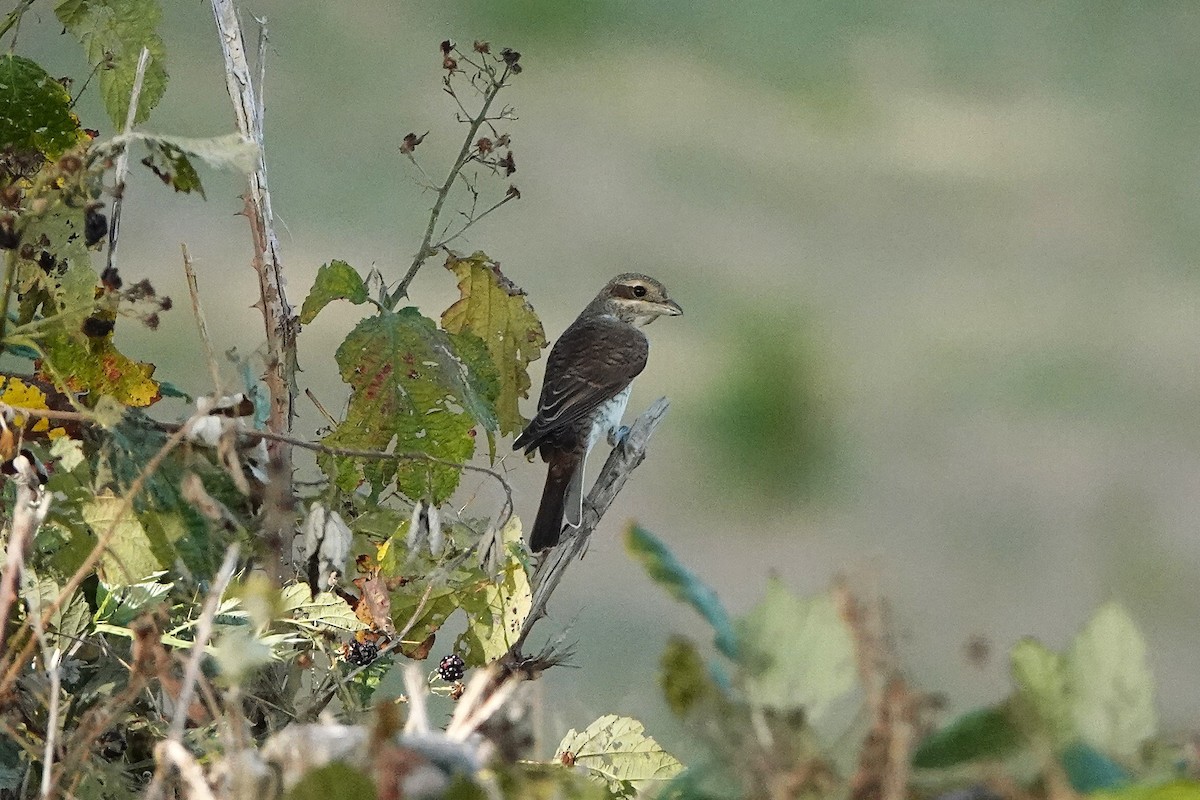 Red-backed Shrike - ML640188890