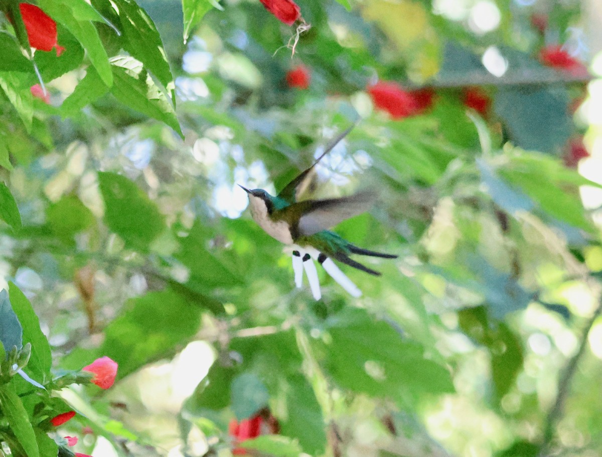 Black-eared Fairy - ML640188895