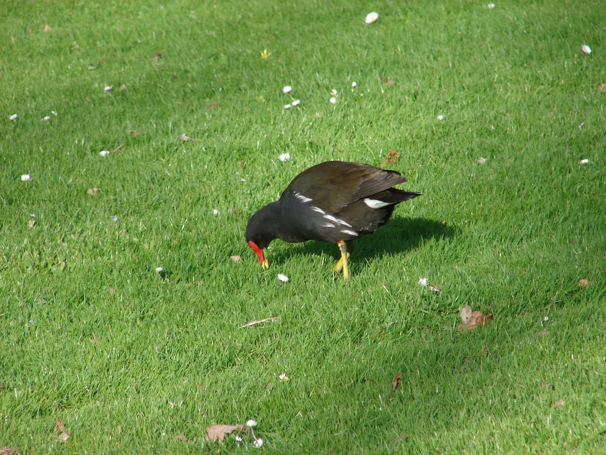 Teichhuhn - ML640188961