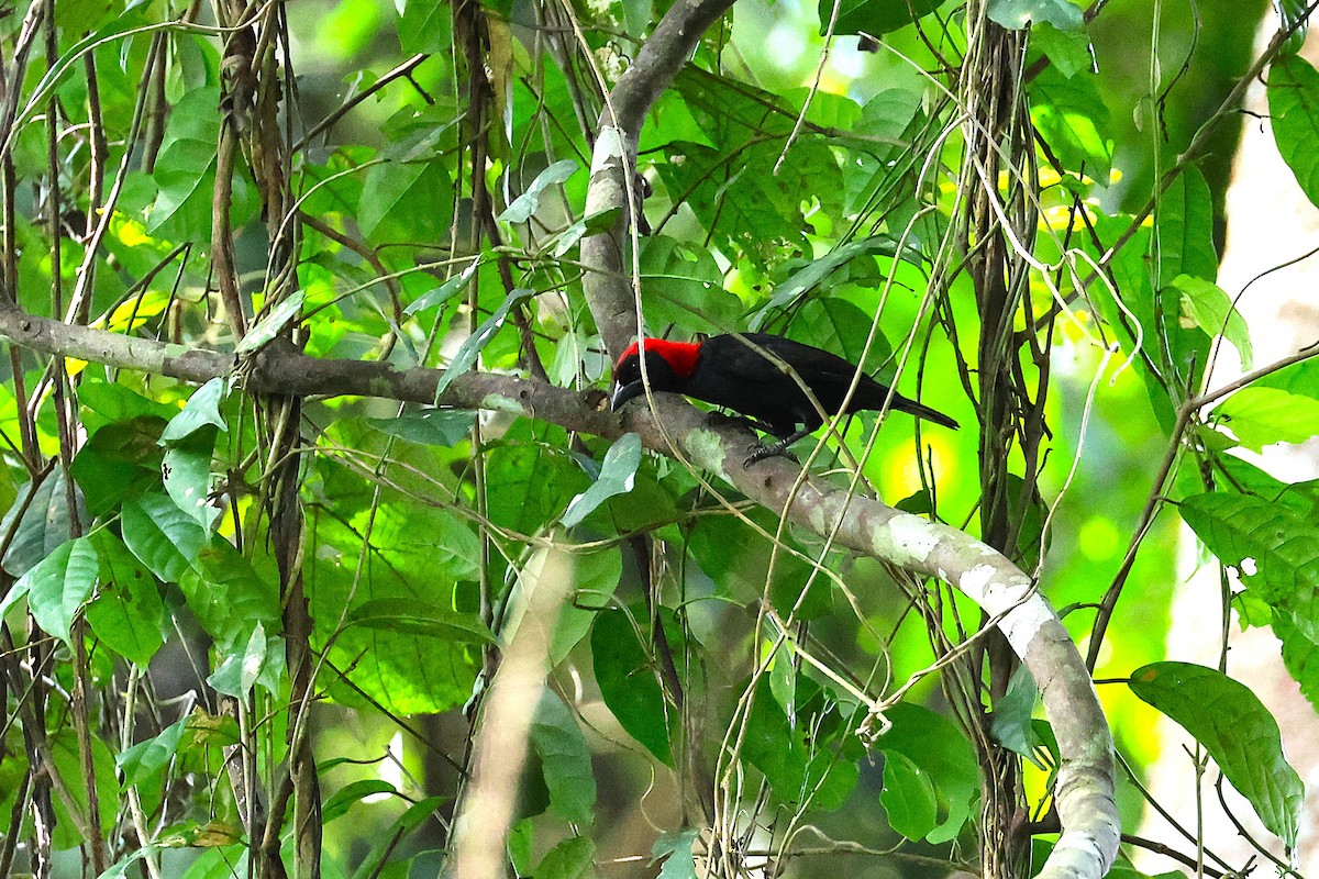 Red-headed Malimbe - ML640189002