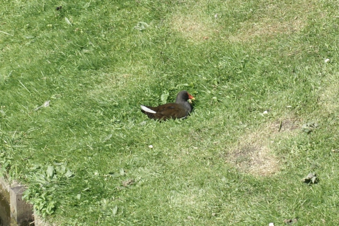 Teichhuhn - ML640189014