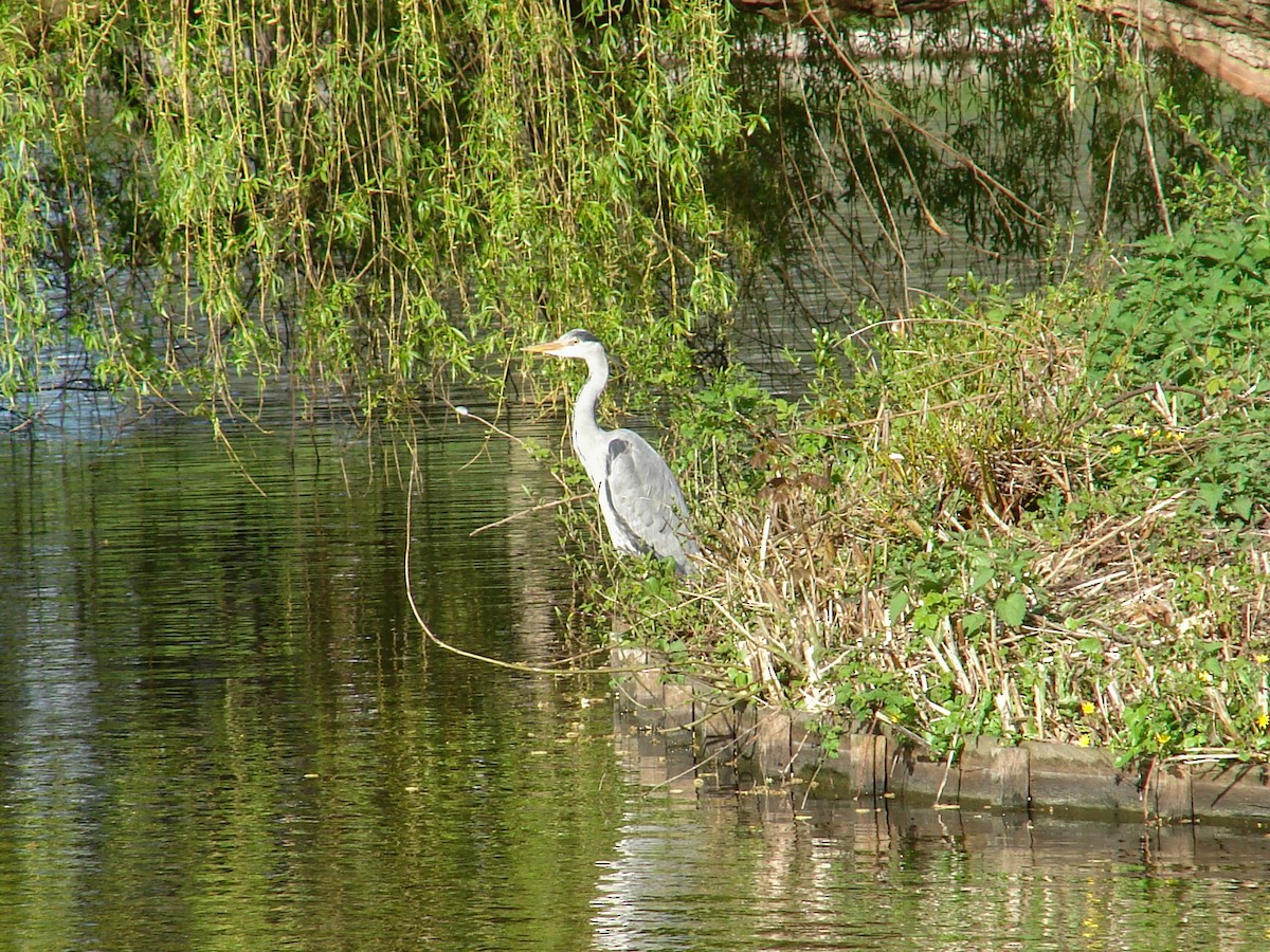 Graureiher - ML640189016