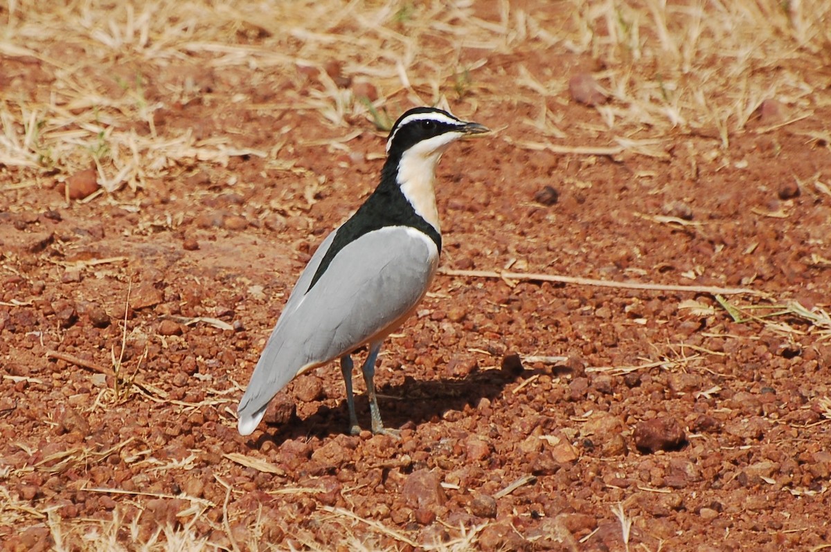 Egyptian Plover - ML640189043