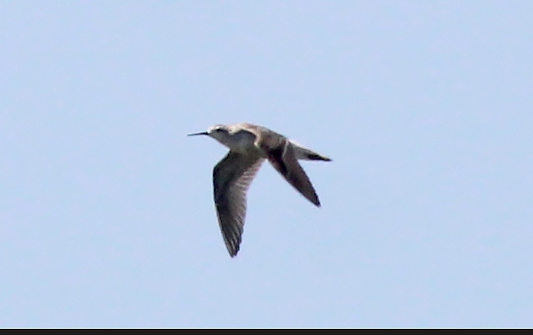 Wilson's Phalarope - ML640189047