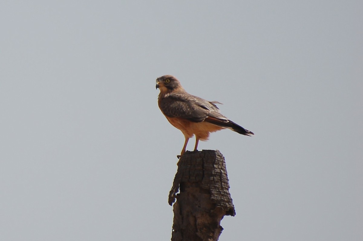 Grasshopper Buzzard - ML640189051