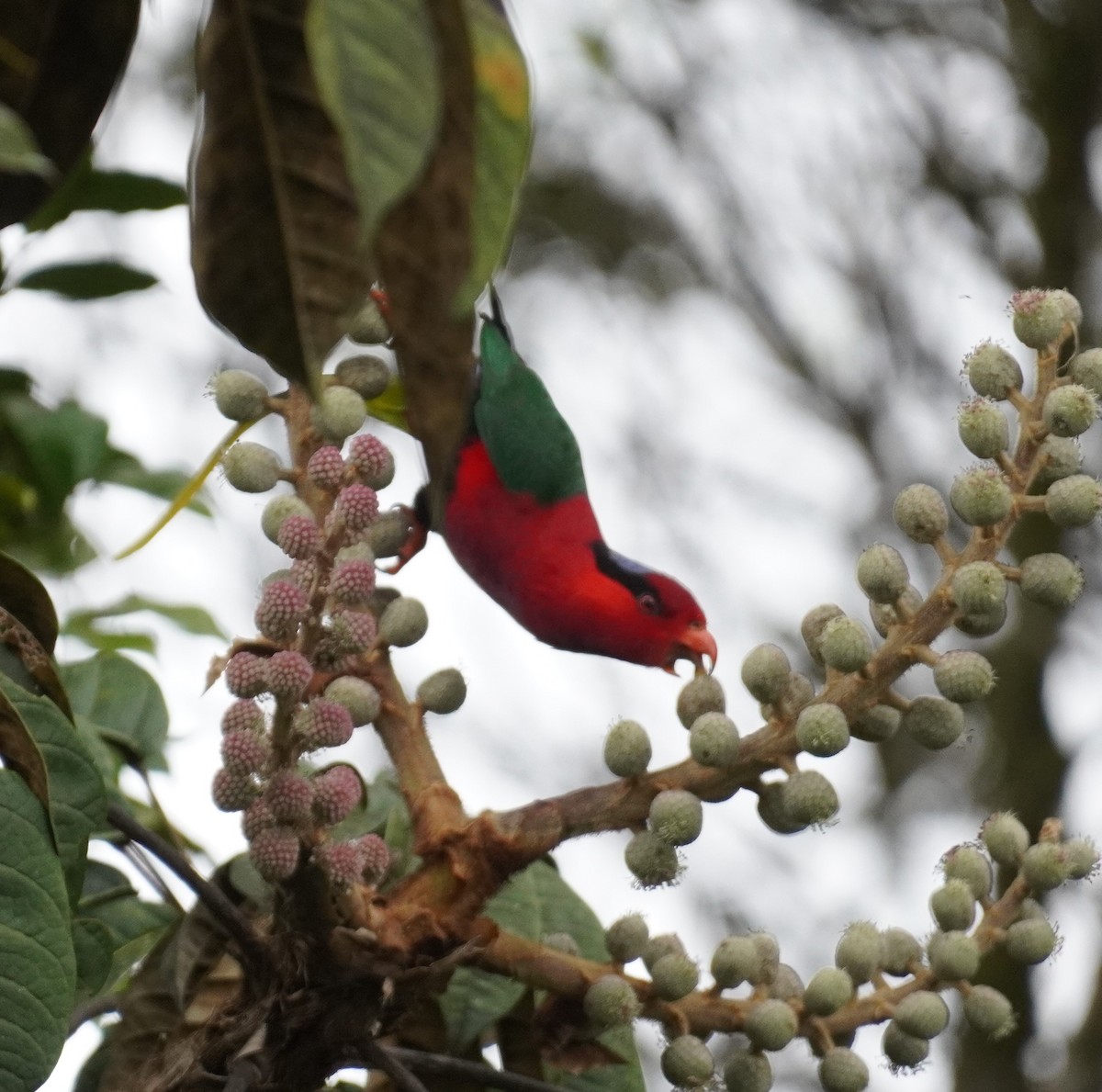 Stella's Lorikeet - ML640189056