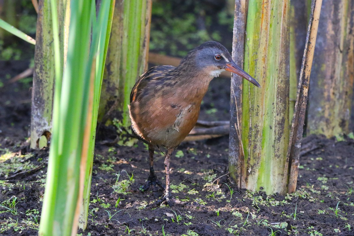 Virginia Rail - ML640189059