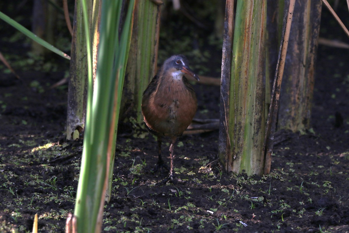 Virginia Rail - ML640189060