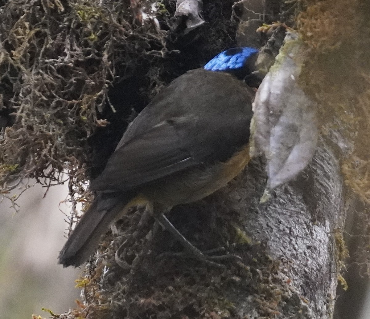 Blue-capped Ifrita - ML640189099