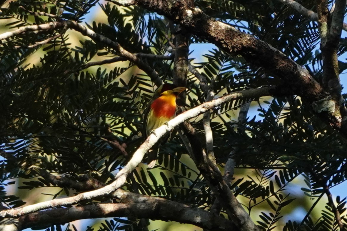 Lemon-throated Barbet - ML640189144