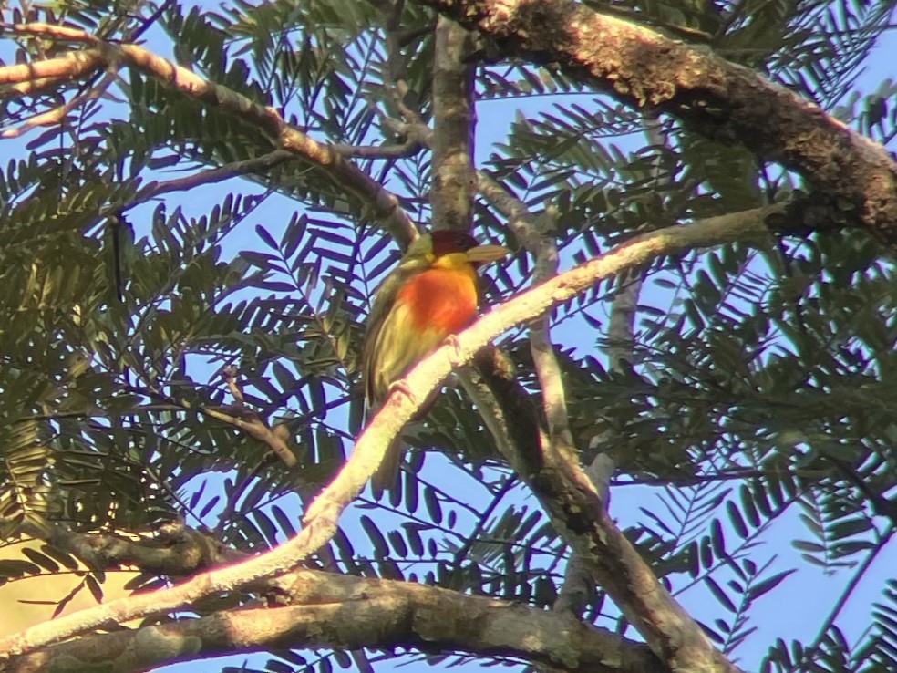 Lemon-throated Barbet - ML640189145
