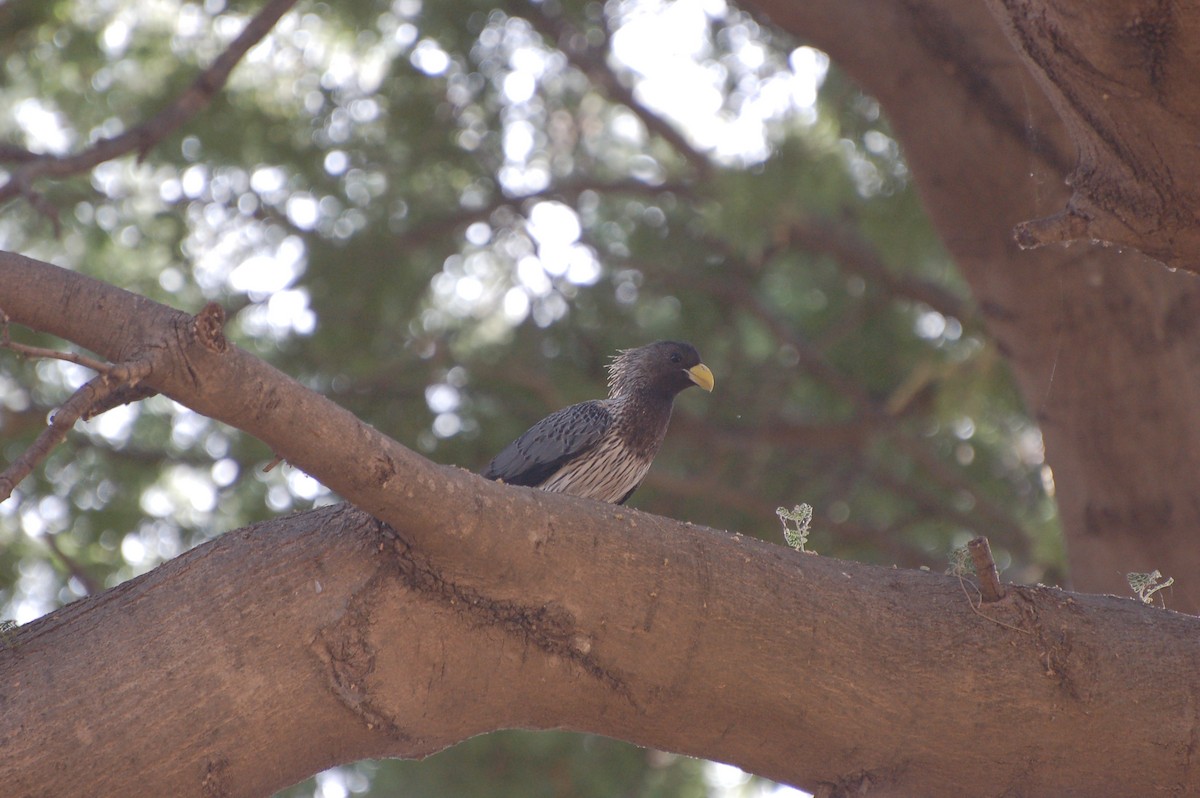 Western Plantain-eater - ML640189159