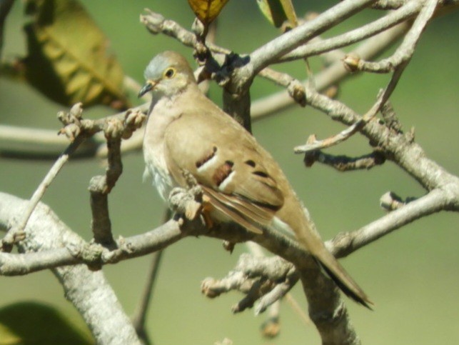 Long-tailed Ground Dove - ML640189175