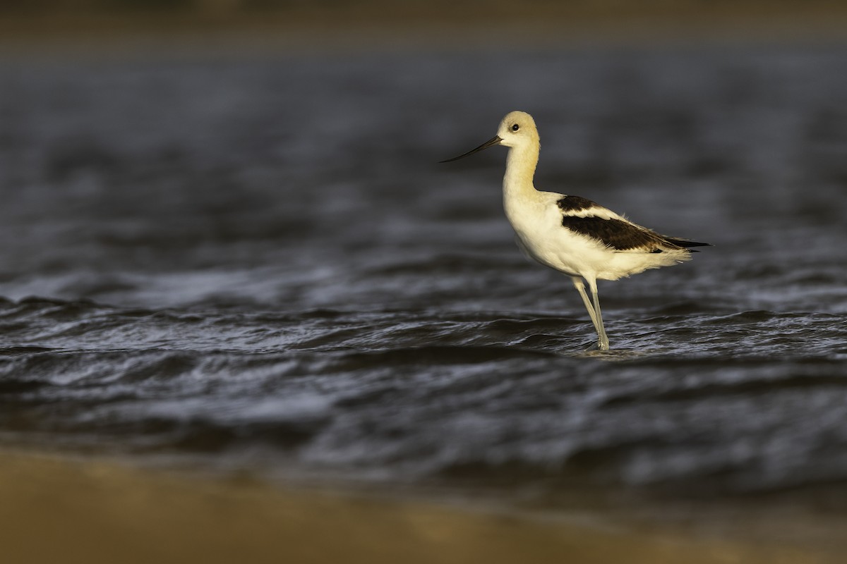 tenkozobec americký - ML640189176