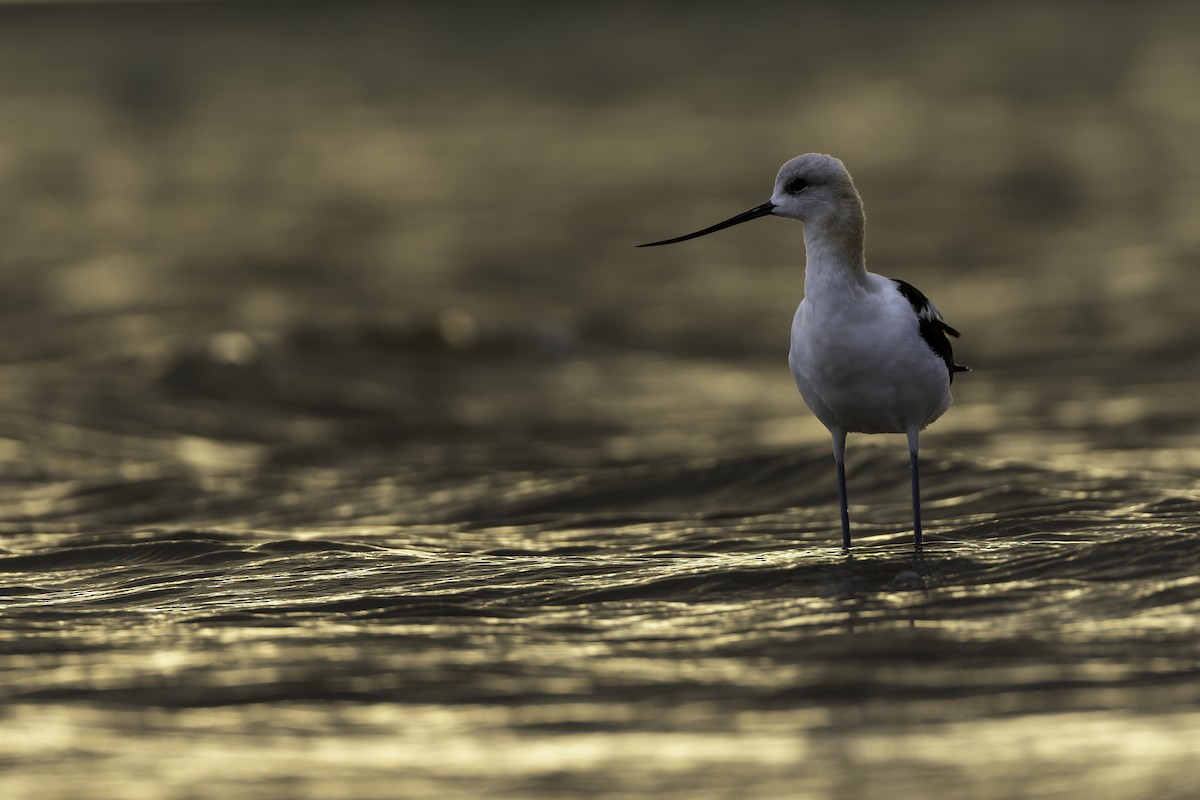 tenkozobec americký - ML640189180