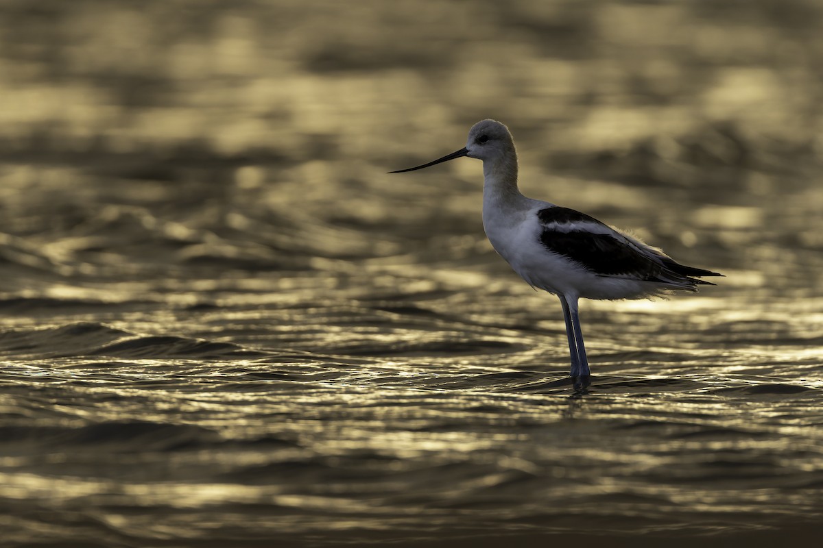 tenkozobec americký - ML640189181