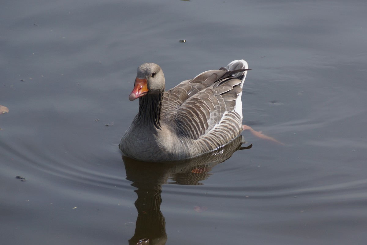 Graylag Goose - ML640189325