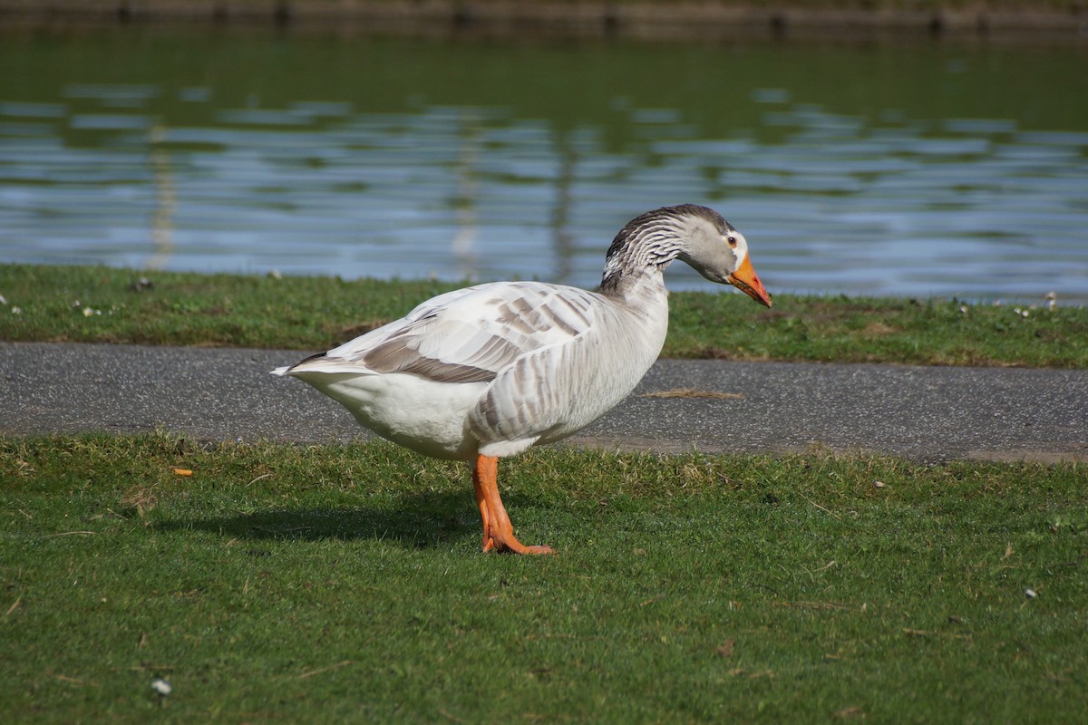 Graylag Goose (Domestic type) - ML640189333