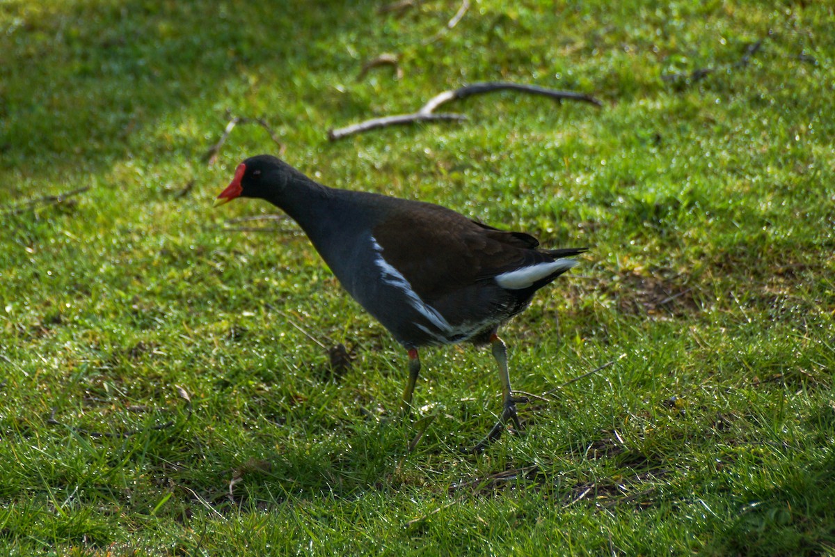 Teichhuhn - ML640189339