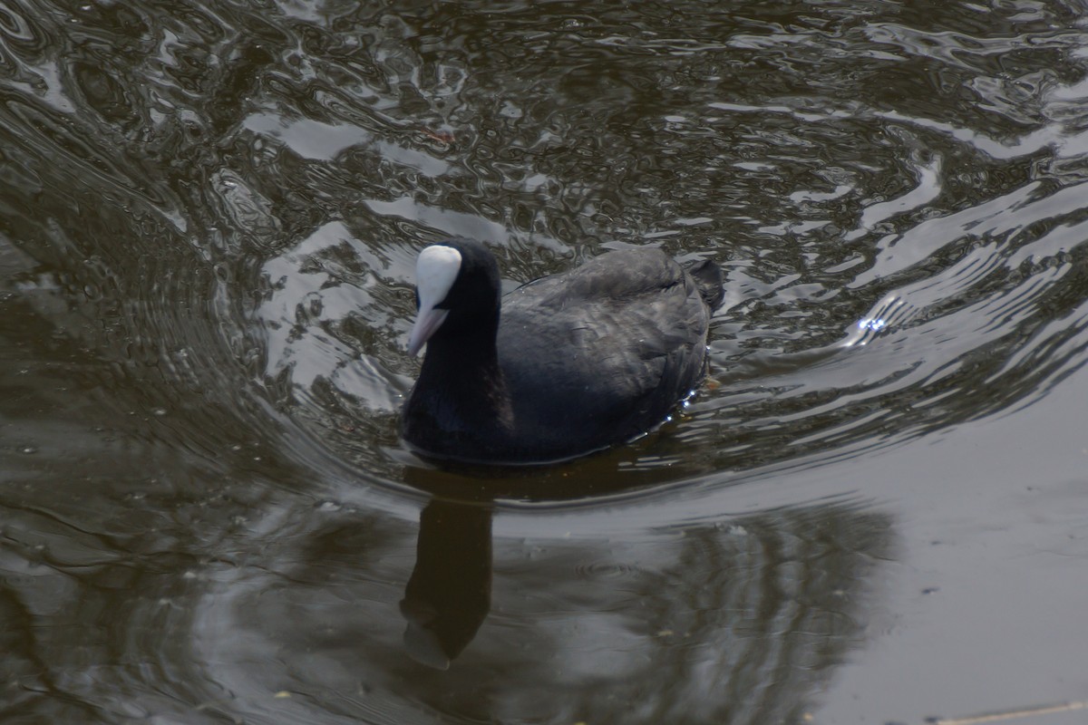 Blässhuhn - ML640189345