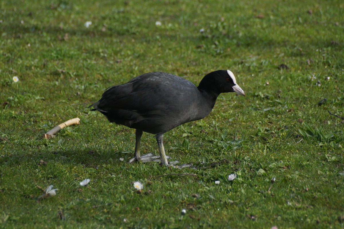 Blässhuhn - ML640189346