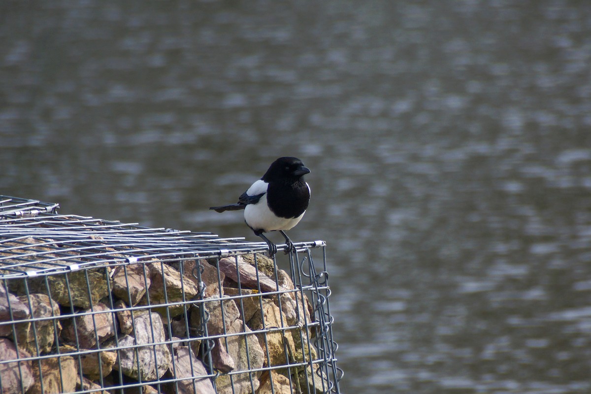 Elster - ML640189352