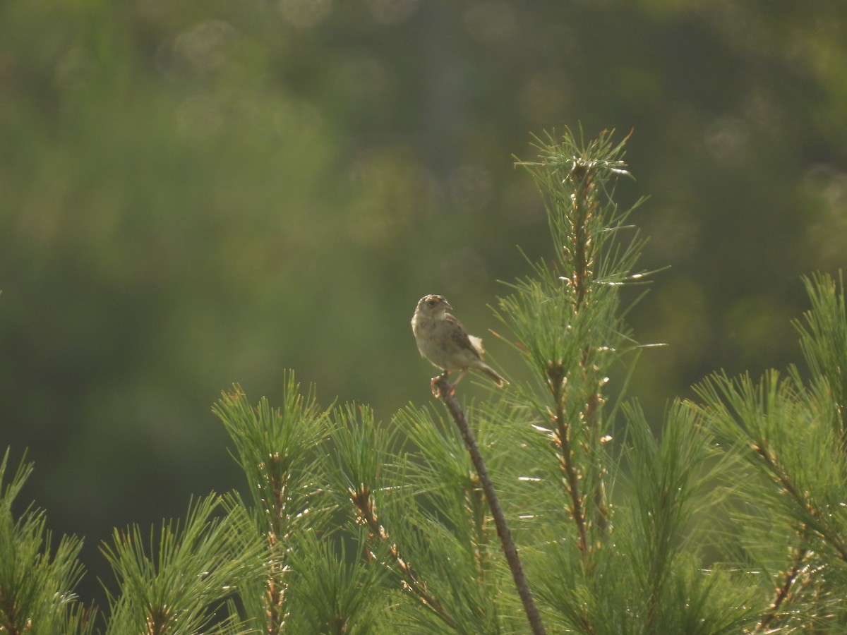Grasshopper Sparrow - ML640189369
