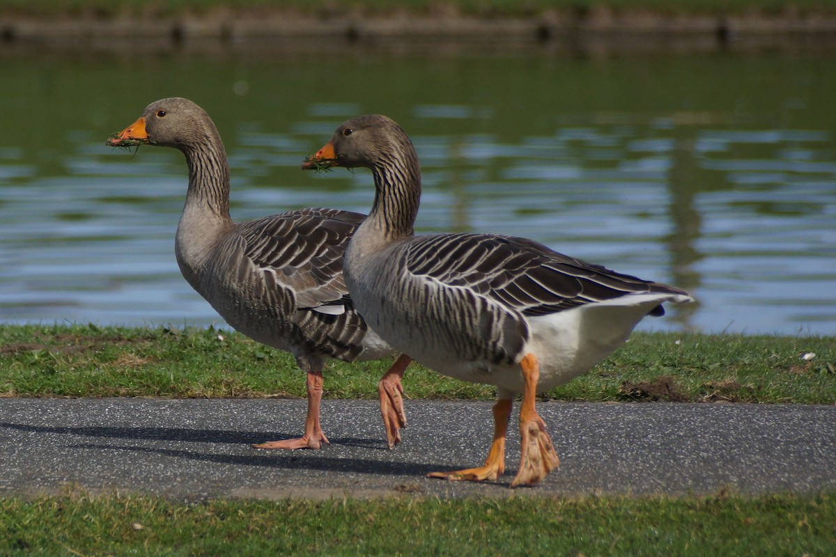 Graylag Goose - ML640189377