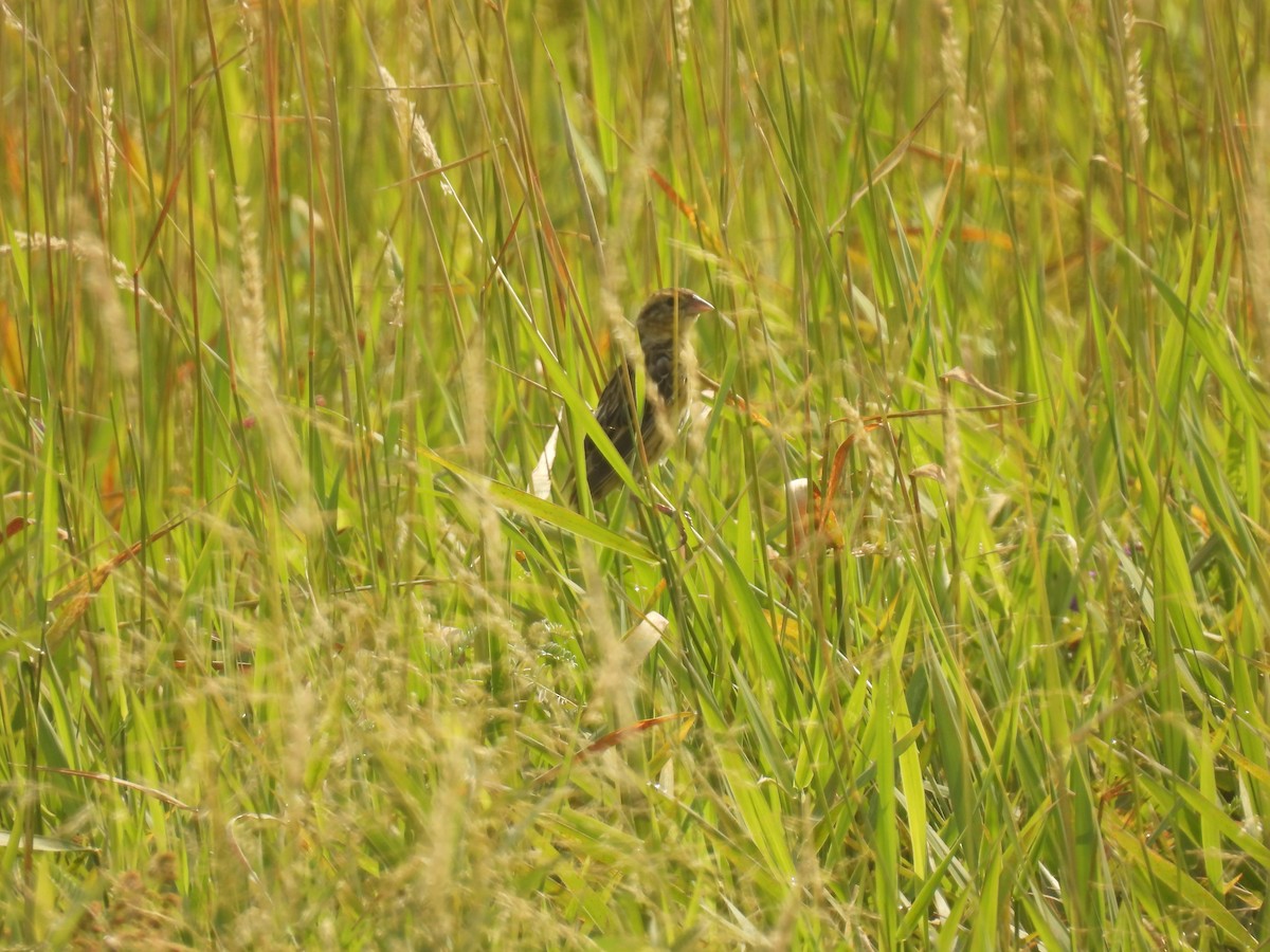 Bobolink - ML640189390