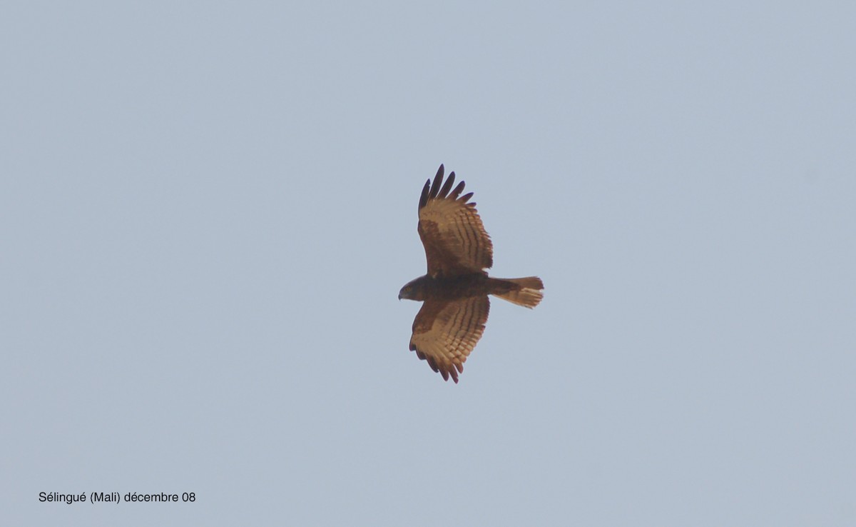 Beaudouin's Snake-Eagle - ML640189399