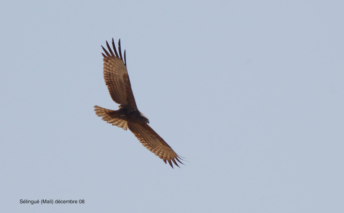 Beaudouin's Snake-Eagle - ML640189400