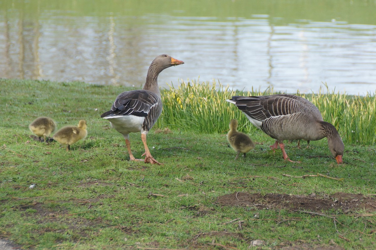 Graylag Goose - ML640189415