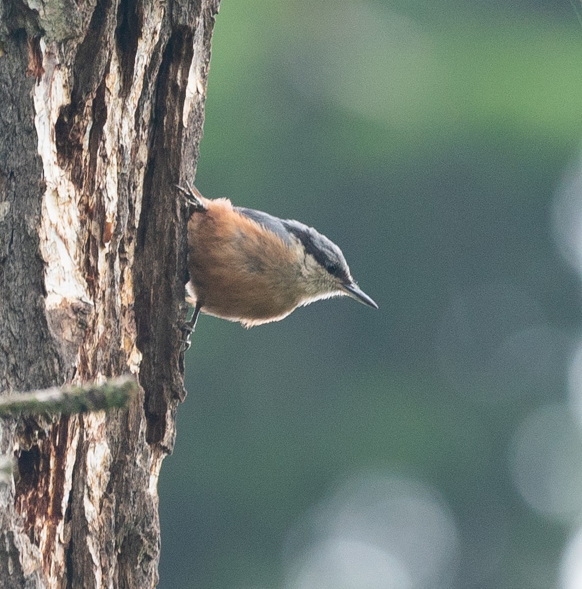 Kashmir Nuthatch - ML640189433