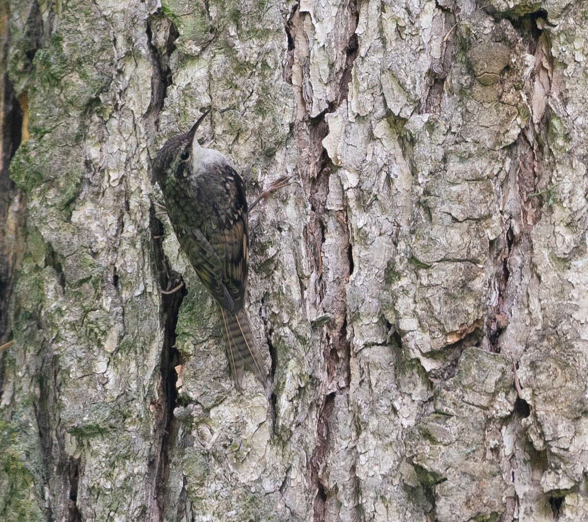 Bar-tailed Treecreeper - ML640189439