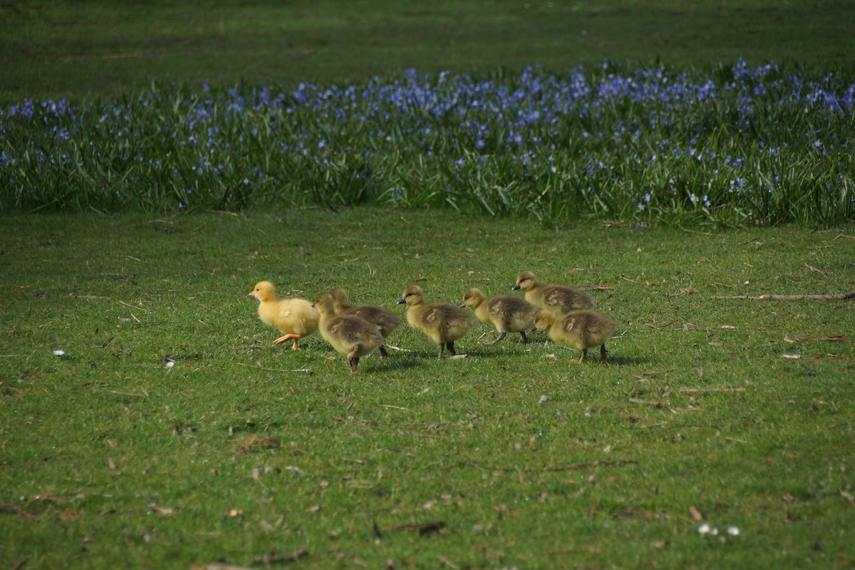 Graylag Goose - ML640189475