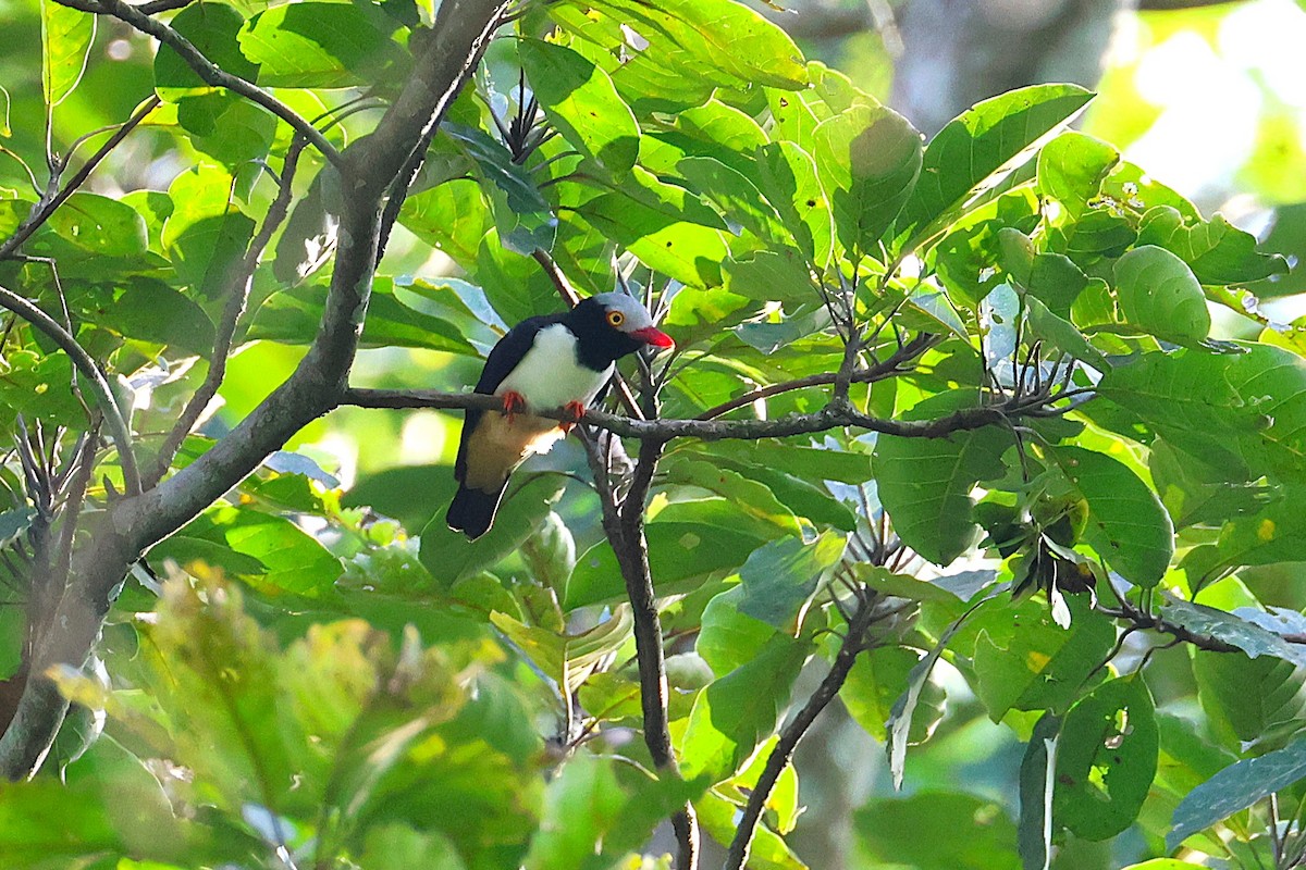 Red-billed Helmetshrike - ML640189483