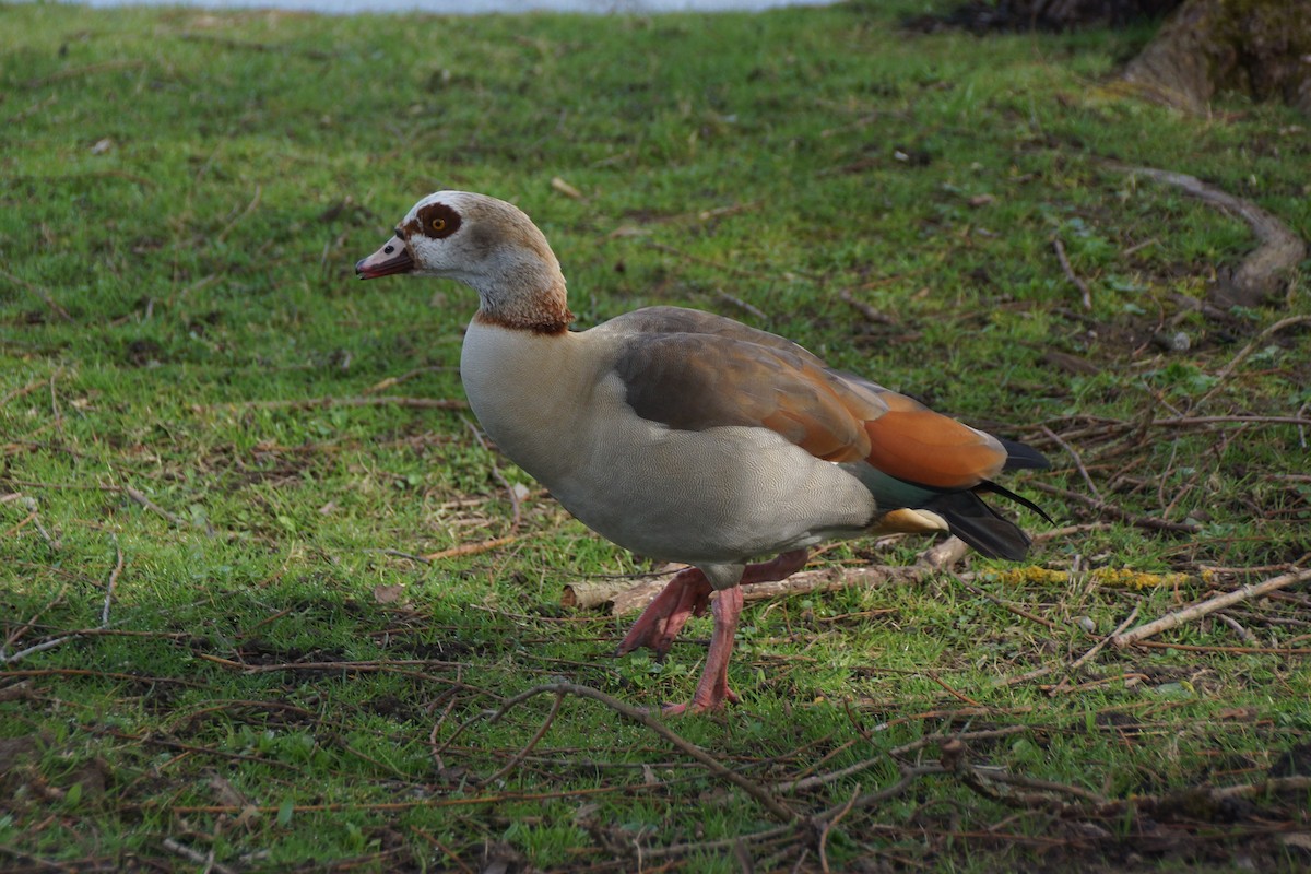 Nilgans - ML640189486
