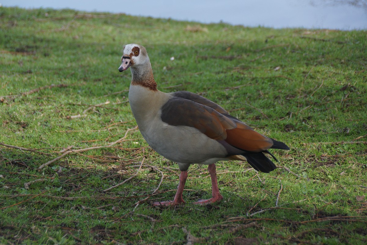 Nilgans - ML640189487