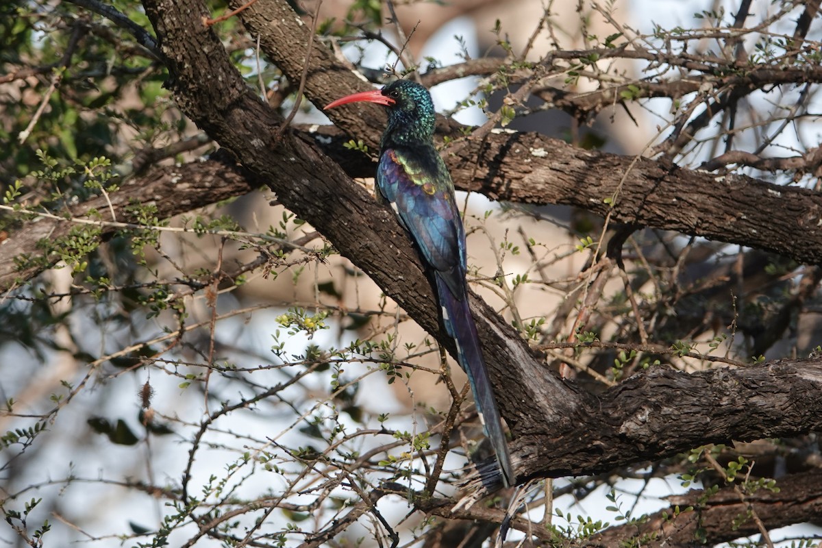 Green Woodhoopoe - ML640189519