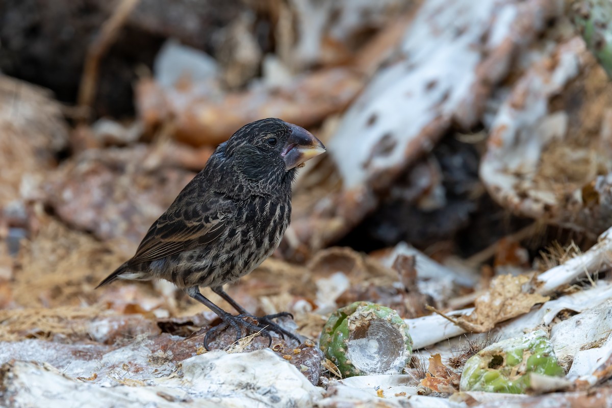 Large Ground-Finch - ML640189531