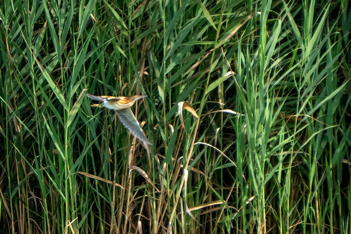 Least Bittern - ML640189626