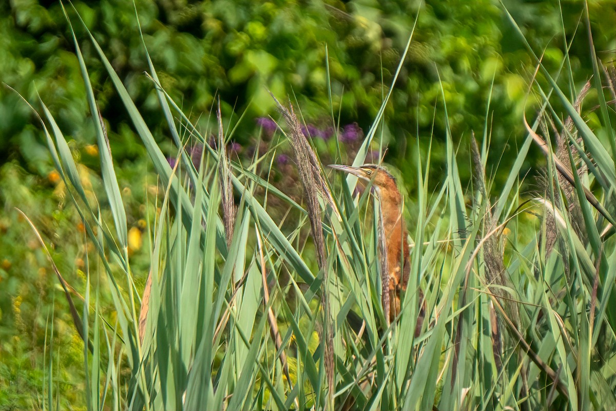 Least Bittern - ML640189628