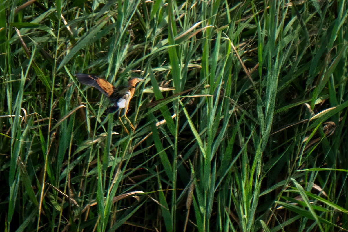 Least Bittern - ML640189629