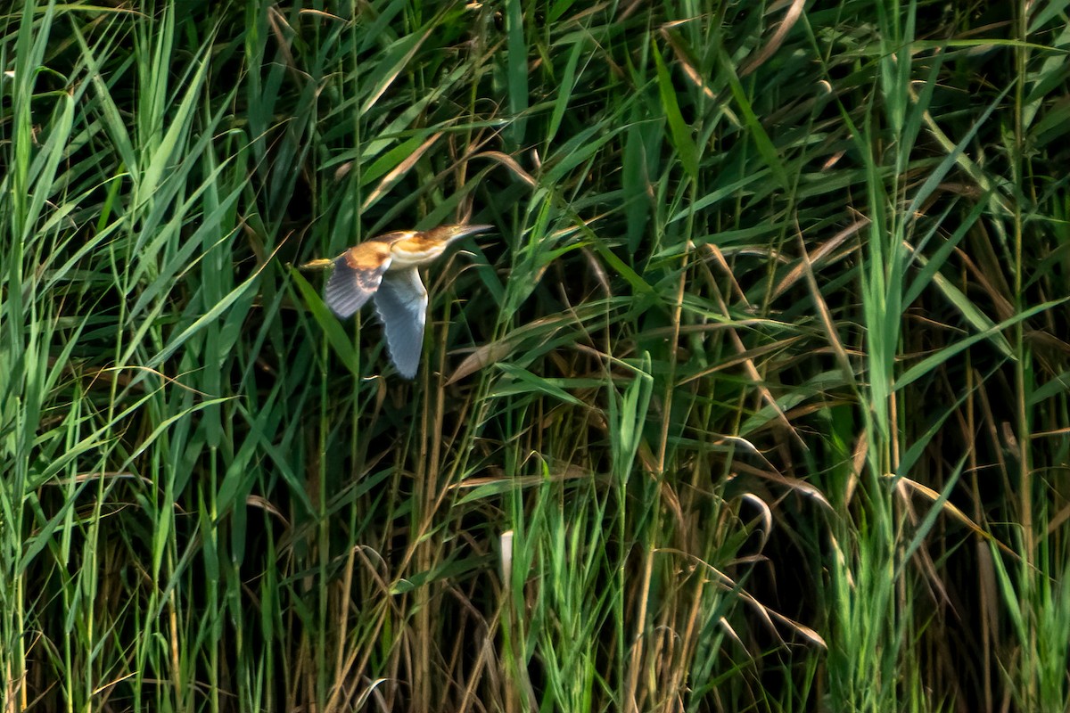 Least Bittern - ML640189630